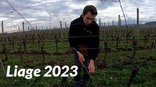 Liage des vignes en Alsace - 2023