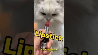 Laifu & French lipstick#cutecat #cat #lipstick