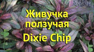 Живучка ползучая Дикси чип. Краткий обзор, описание характеристик ajuga reptans Dixie Chip