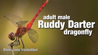 Beautiful up close cinematic shots of dragonfly Ruddy Darter (Bloedrode Heidelibel)