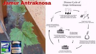 Jamur Antraknosa Adalah Penyakit Pembunuh No.2 Pada Tanaman Anggur