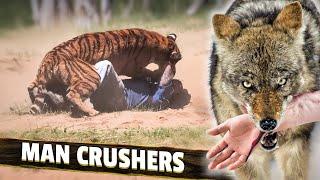 The 10 Fastest "Human Killing" Animals