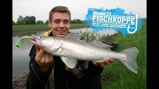 Zanderangeln am Kanal | Fischköppe im "Tock-Rausch"