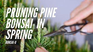 How to Prune Single-Flush Pine Bonsai | Bonsai-U