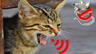 Cat sounds to scare mice | Sound of cats to scare the rats | cats to scare the rats | Anti Rat