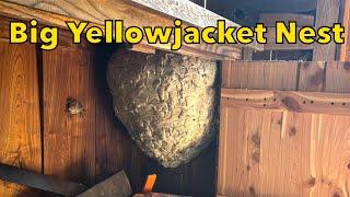 Big Yellowjacket Nest Removal yellow jackets