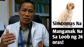 MGA DAPAT GAWIN KAPAG MALAPIT NA MANGANAK ANG ASO | Paano Malaman Na Manganak Na Sa Loob Ng 24 oras?