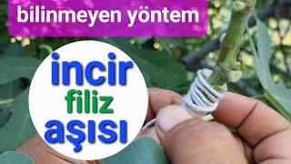 incir filiz aşısı nasıl yapılır. #incir #tropikaltopraktv #aşılama incir yaz aşısı #tarım