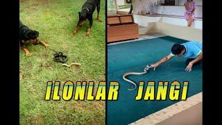 ILONLAR  ITLAR JANGI