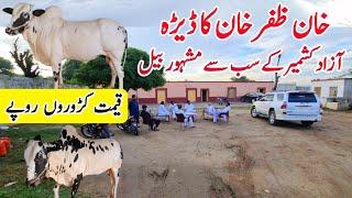 Khan Zafar Khan Dera in Khadimabad Azad Kashmir|The most expensive bull in Azad Kashmir|Apna Kashmir