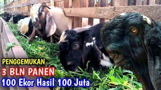 PENGGEMUKAN KAMBING 3 BLN PANEN ANTI RUGI