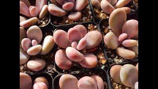 Succulents Graptopetalum Amethystinum, Lavender Pebbles, Pink Moonstones Available To Purchase.