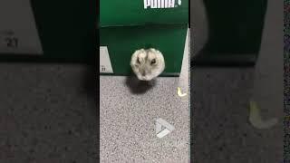 Russian Hamster has the most flexible face || Viral Video UK