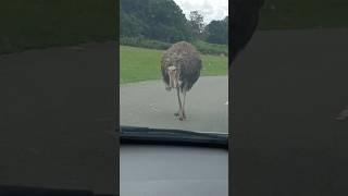 Knowsley Safari Park Prescot UK #safari #shorts #wildlife