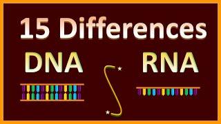 Difference Between DNA & RNA | Assignments & Exams