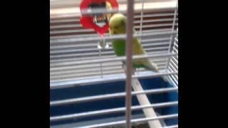 Budgie bros part 2