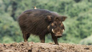 10 Wild Animals in Sierra Leone