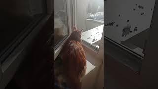 Cat catches birds try not to laugh 