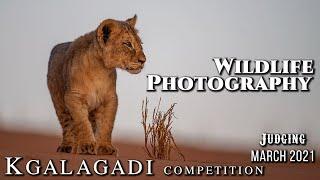 Wildlife Photography Competition Judging critique  {Kgalagadi Photo Competition} March 2021