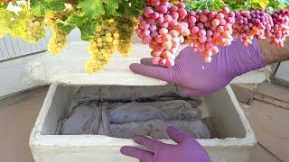 How To Grow Grape Vine From Cuttings