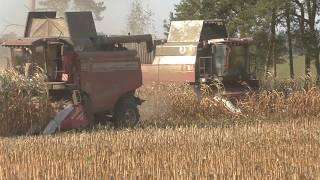 The power of Belarusian machinery: harvesting corn at full capacity