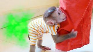 Pupu baby monkey poops, must find mother for help