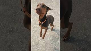 Dobo the Chimpanzee...running #youtube#shorts#viral#golden retriever #dobermann#dogs#viral