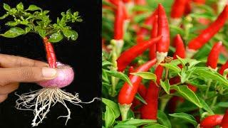 Know these tips propagate any type of chili plant with 100% success with onion
