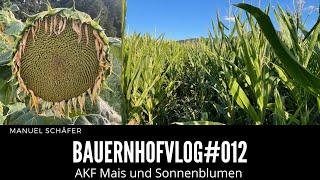 BauernhofVlog #012 Bestandskontrolle Mais und Sonnenblumen | Schäferhof Eningen