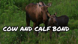 A Moose Cow and Her Calf