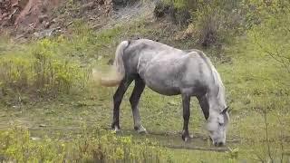 Сагындым туган ягымны Ирек Галимов жырлый