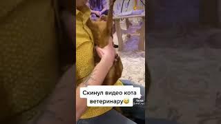 Злой Кот  опасные животные