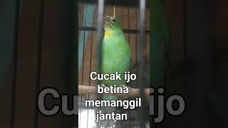 cucak ijo betina memanggil jantan #masteran #cucakijobetina