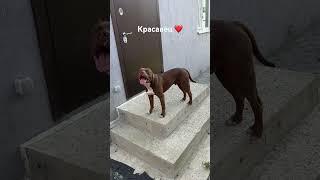 Телеграм канал Pitbull_Sonic …..  #питбуль #pitbul #питбульсоник