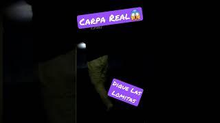 CARPA REAL!!!  #pescadecarpa #laslomitas #carpa #campoquijano