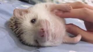 Самые Милые Смешные Ежики! Веселая Подборка! // The Most Cute Funny Hedgehogs! Cheerful Selection!