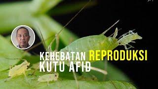 Kehebatan reproduksi kutu afid: karakter polifenik dan partenogenesis #kuliah #serangga #pertanian