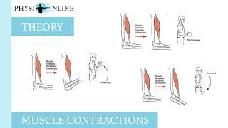 Muscle contractions (concentric, eccentric and isometric)