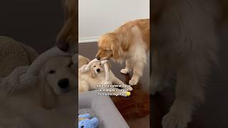 My Dogs Cutest Moments Together  #dogs #puppy #dogshorts #puppies #goldenretriever #cutedog