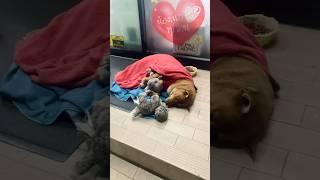 Loyal Dog’s Heartbreaking Wait: Locals Bring Warmth and Hope