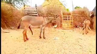 Donkey male and female donkey meeting in my village/@animaldesert124