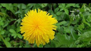 Dandelion (păpădie) - Nature relaxation