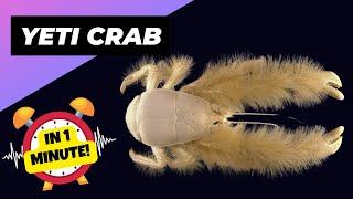 Yeti Crab  The Hairy Crab! | 1 Minute Animals