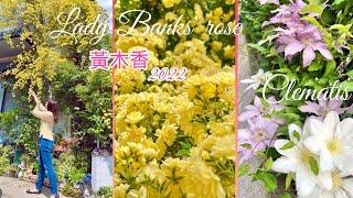 4K.黃木香玫瑰的壯觀與鐵線蓮競演光景｜花園記事~4/23.2022｜Garden diary -Lady Banks’ rose and #Clematis#鐵線蓮#玫瑰#クレマチス