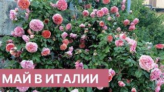 5 МИНУТ ЦВЕТУЩИХ РОЗ