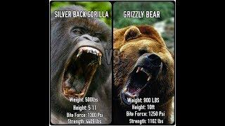 Grizzly Bear vs Silverback Gorilla: Who Would Win?