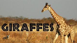 Giraffes for Kids: Learn about Giraffes - FreeSchool