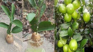 Growing lemon tree from cutting with potato, tips for growing lemon tree cutting with water