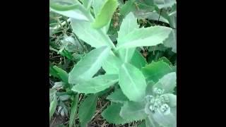 Foraging Sedum -  the ice plant. Succulent salad leaves in spring