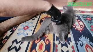 HOW TO STOP  HEAT CYCLE OF YOUR CAT |  Jmansog Channel  #shorts #youtubeshorts #cat